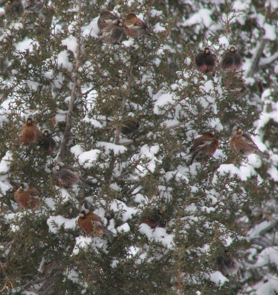 Gray-crowned Rosy-Finch (Hepburn's) - ML243745661