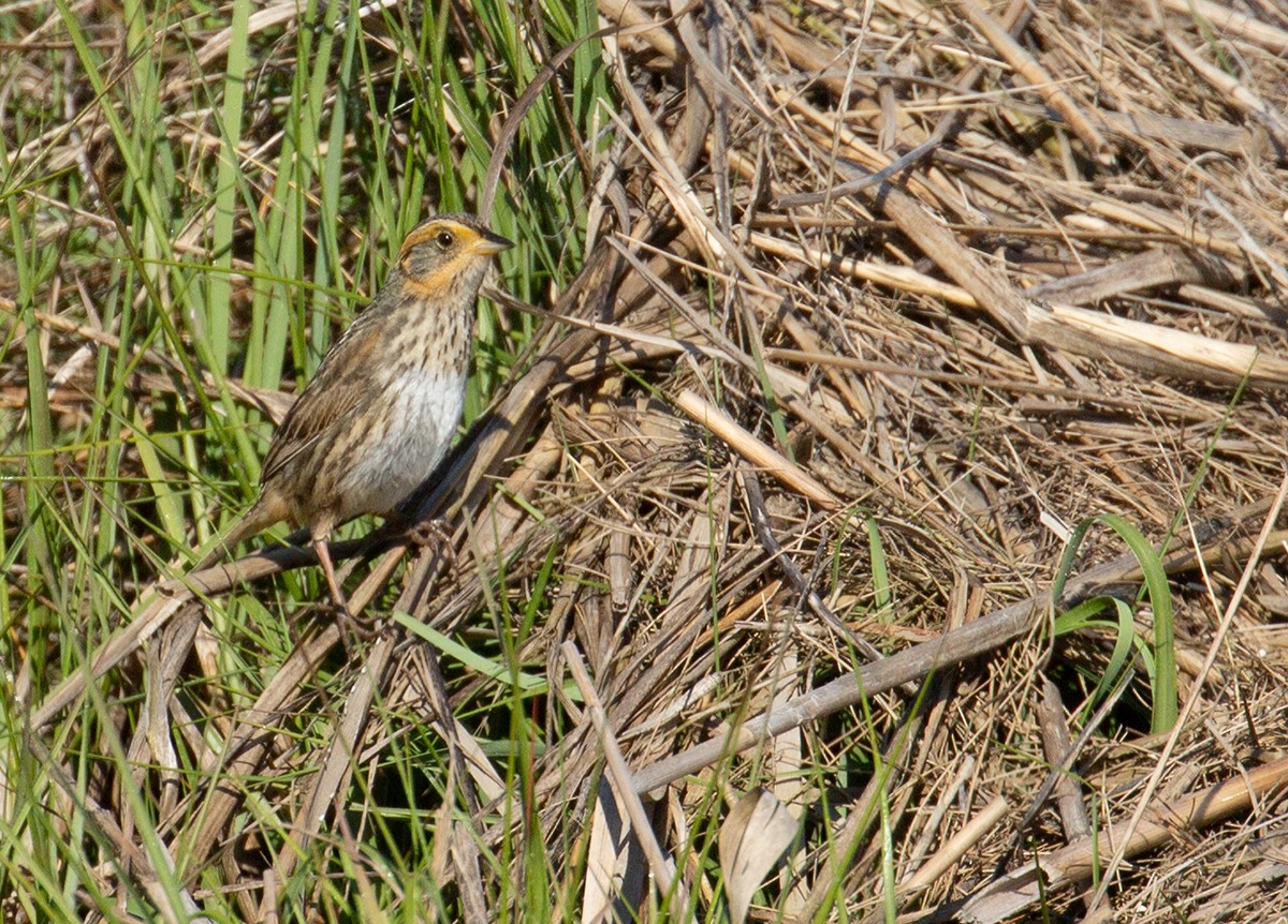 Saltmarsh Sparrow - ML243746341