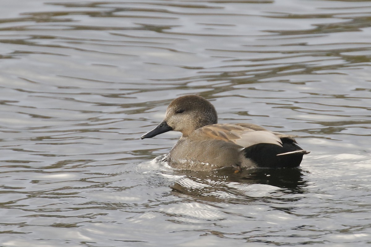 Gadwall - ML243749501