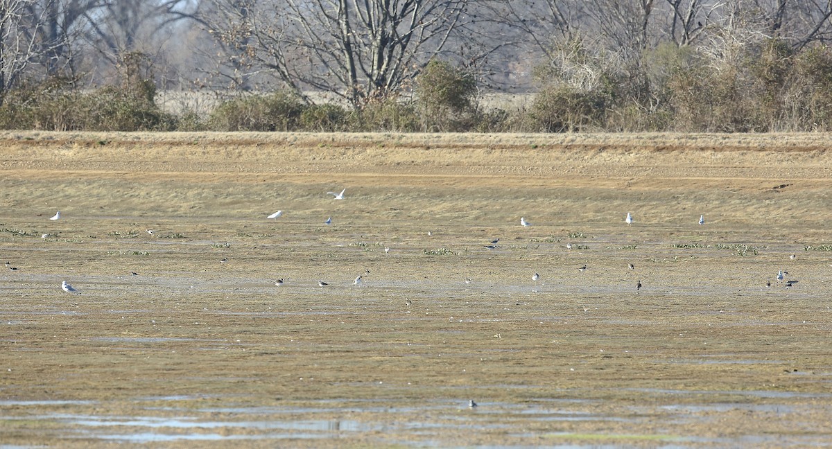 Killdeer - ML24374981