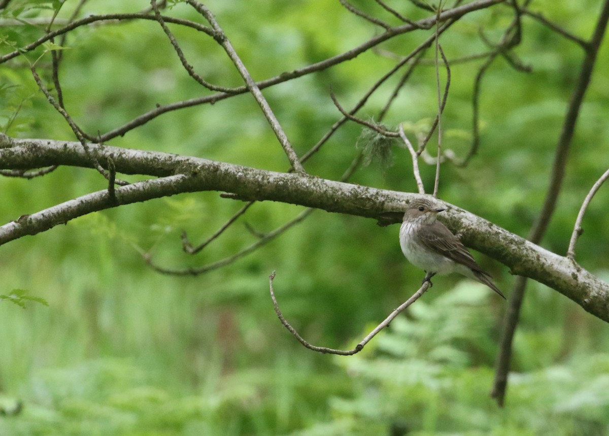 Spotted Flycatcher (Spotted) - ML243750421