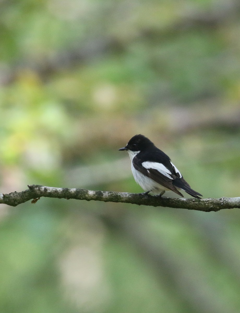 European Pied Flycatcher - ML243750431