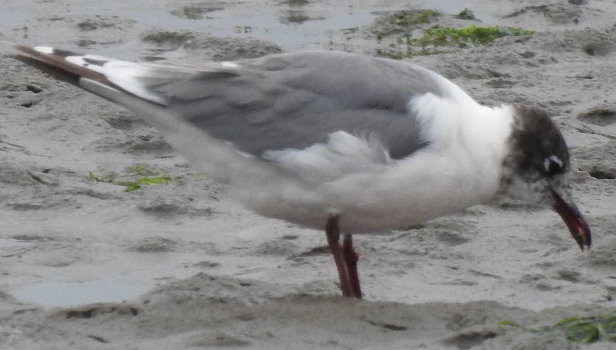 Franklin's Gull - ML243752211