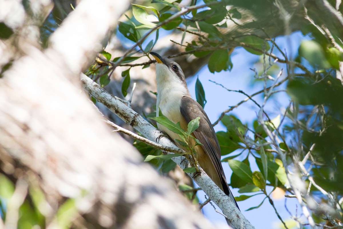 Mangrove Cuckoo - ML243752921