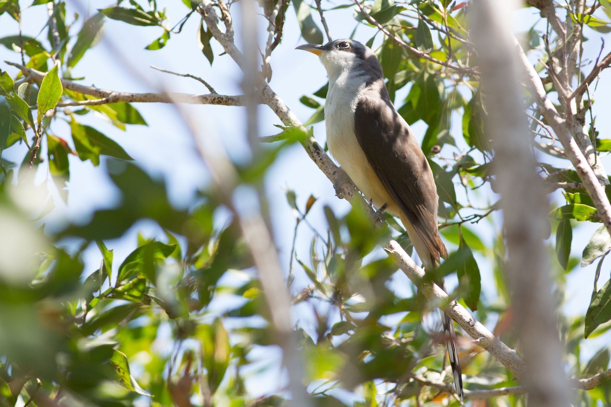 Mangrove Cuckoo - ML243753271