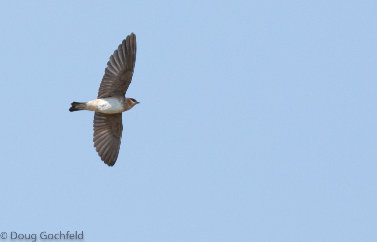 Cave Swallow - ML243754291