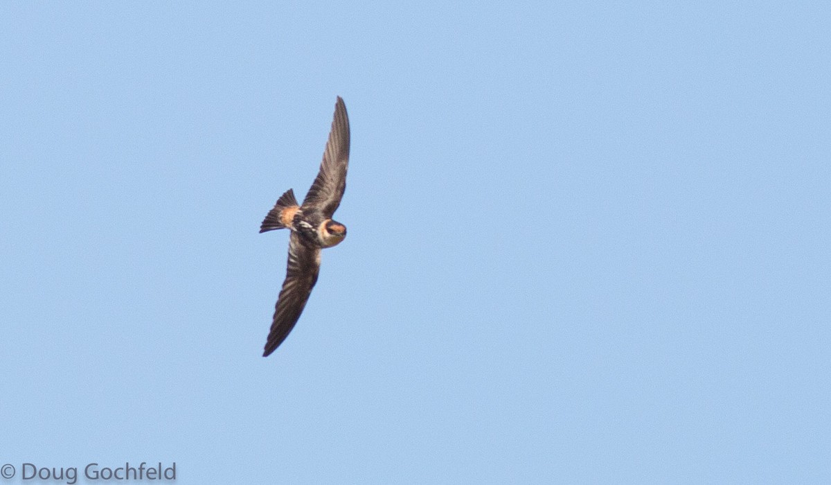 Cave Swallow - ML243754321