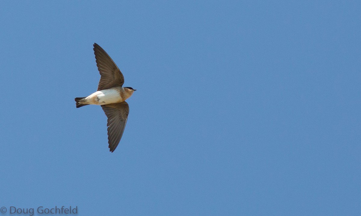 Cave Swallow - Doug Gochfeld