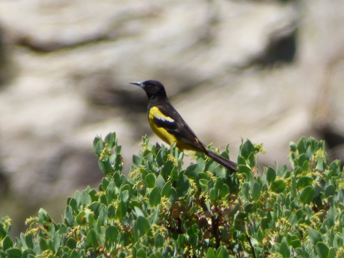 Oriole jaune-verdâtre - ML243756081