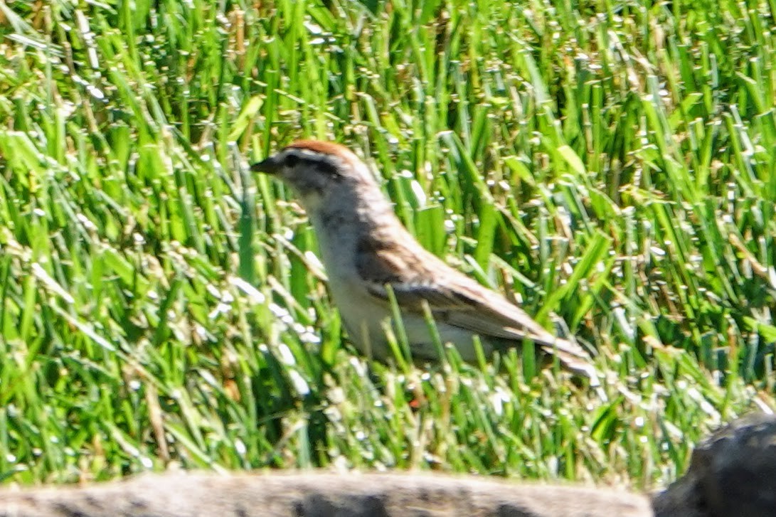 Chipping Sparrow - ML243757791