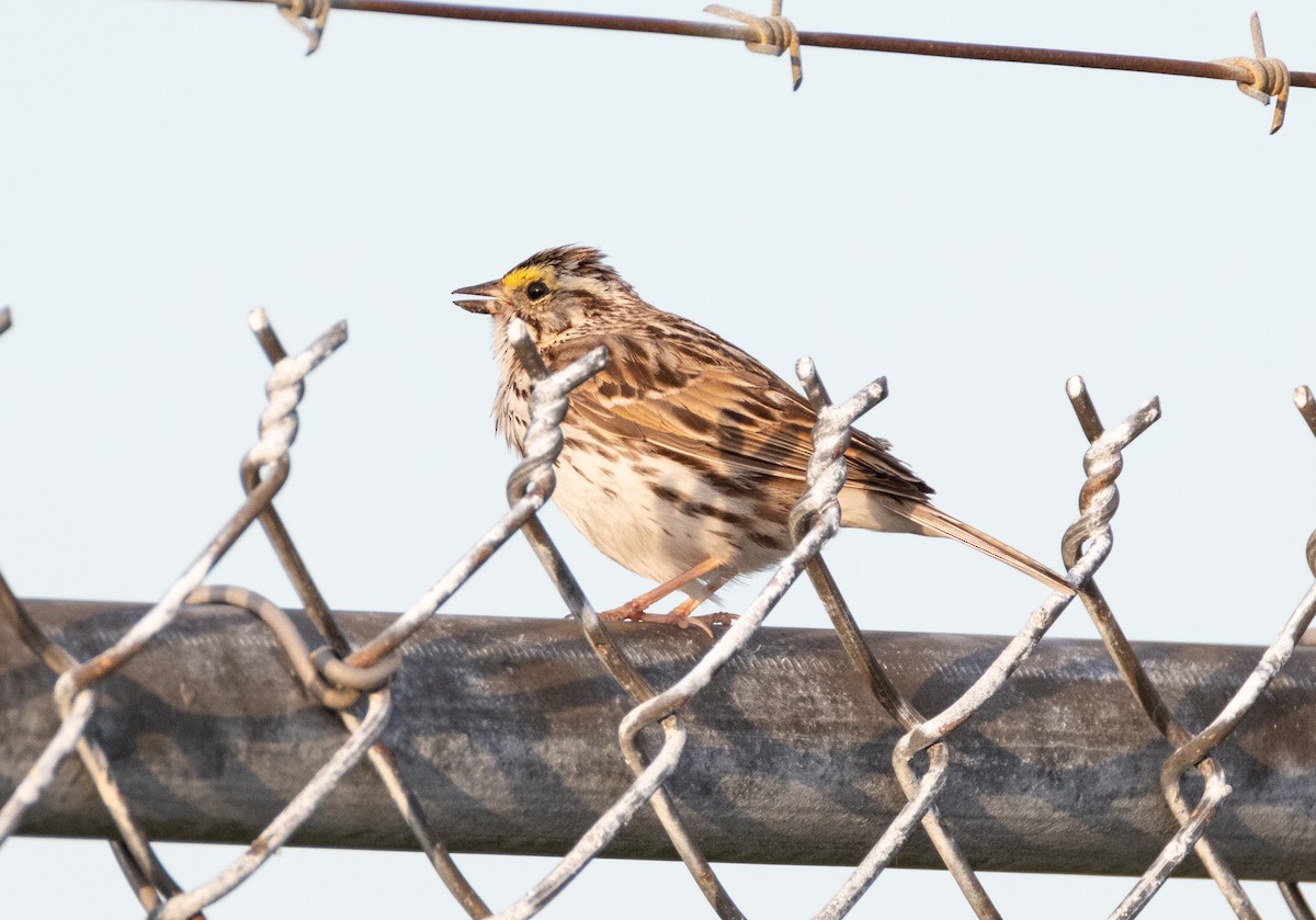 Savannah Sparrow - ML243757871