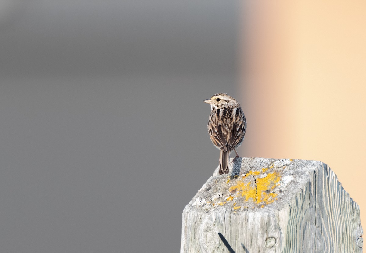 Savannah Sparrow - ML243757881