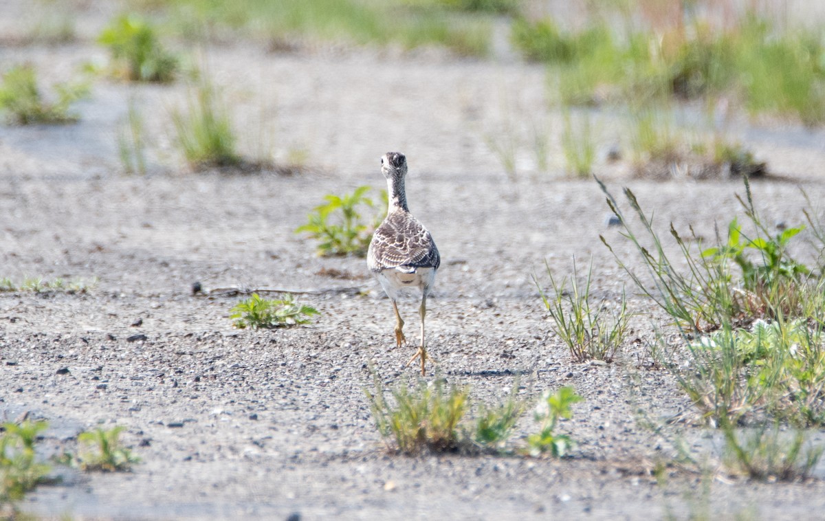 Upland Sandpiper - ML243757951