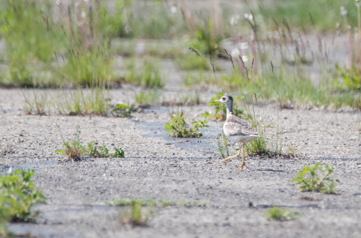 Upland Sandpiper - ML243757961