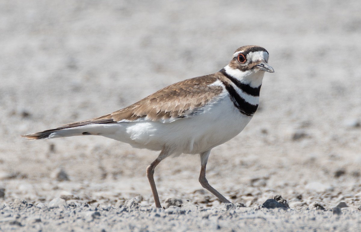 Killdeer - ML243757981