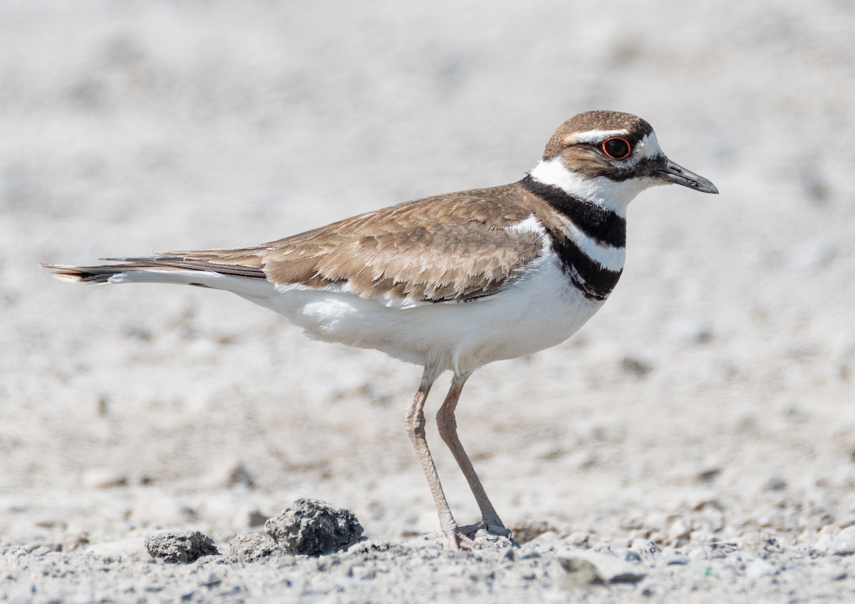 Killdeer - ML243757991