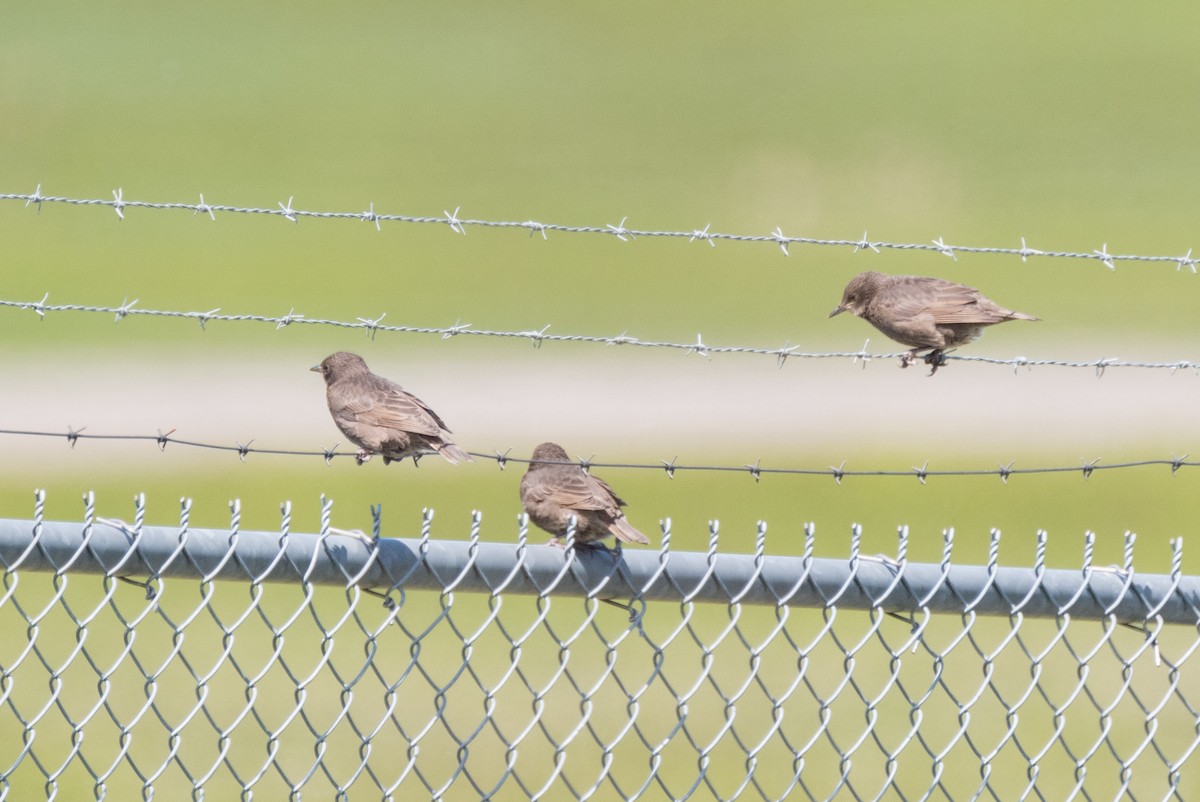 European Starling - ML243758021
