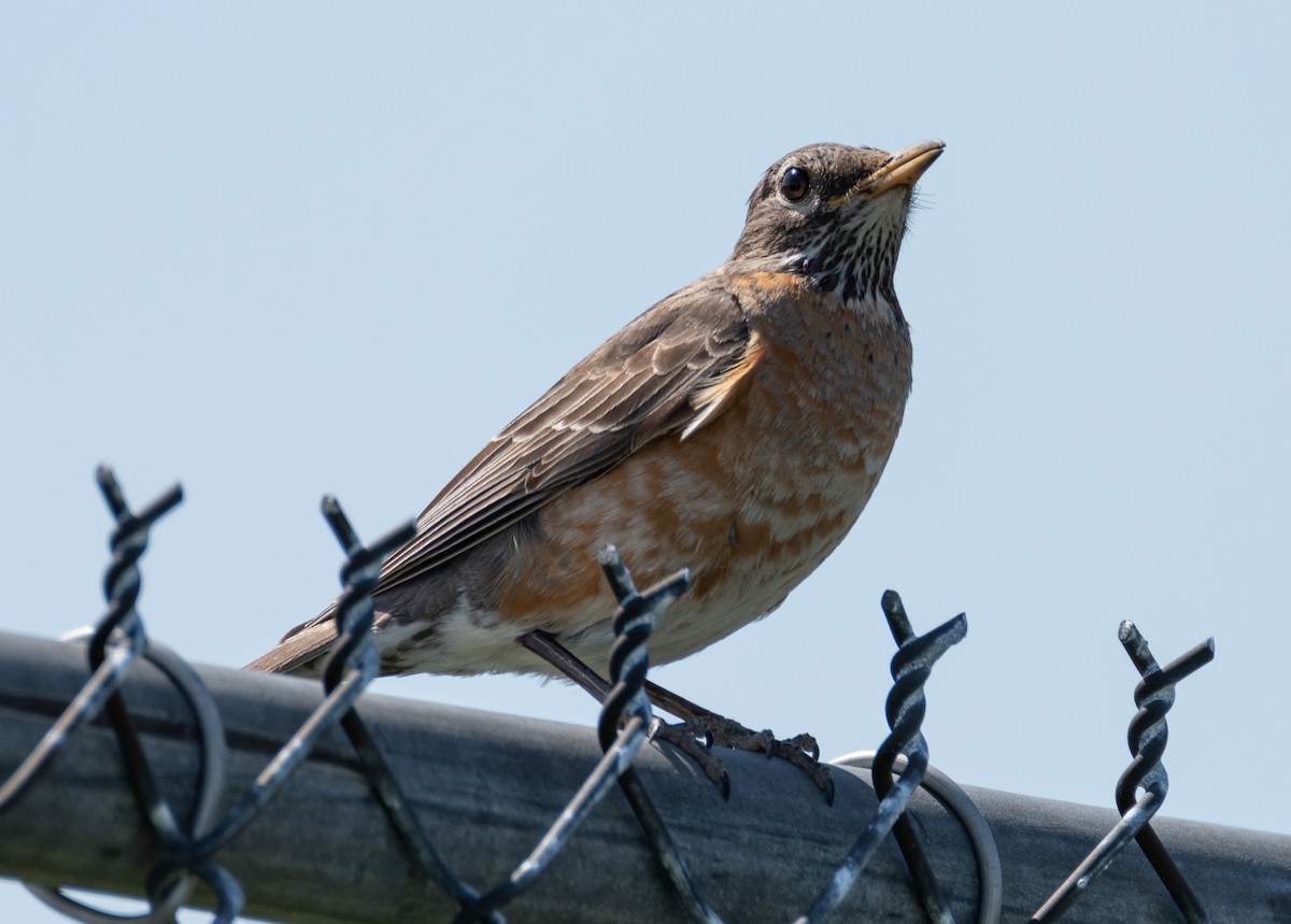 American Robin - ML243758071