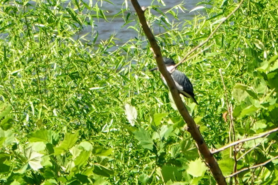 Belted Kingfisher - ML243758121