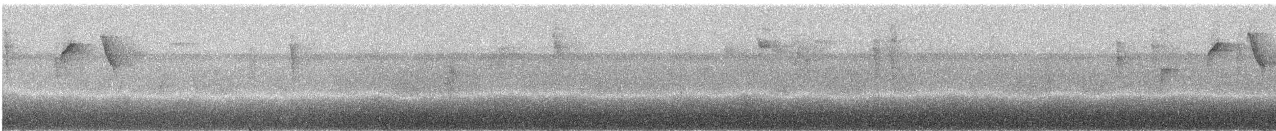 klatremaurvarsler (anabatinus gr.) - ML243761