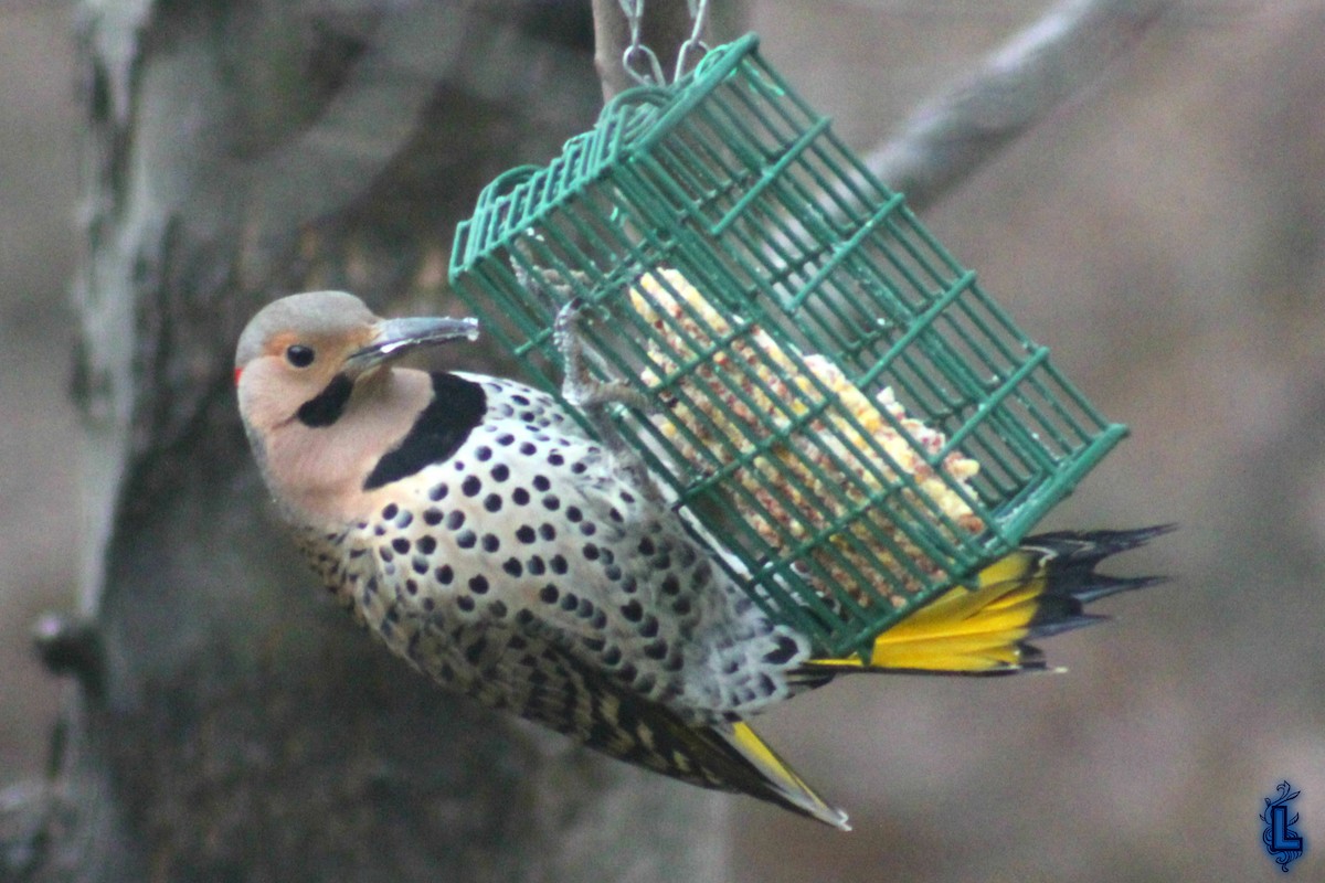 Northern Flicker - Lisa Adams