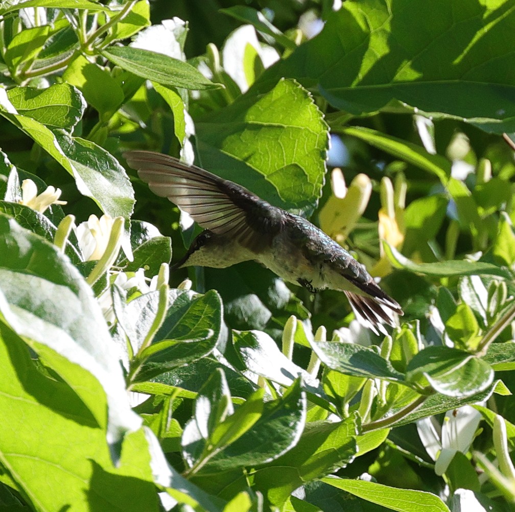 Ruby-throated Hummingbird - Henry Zimberlin