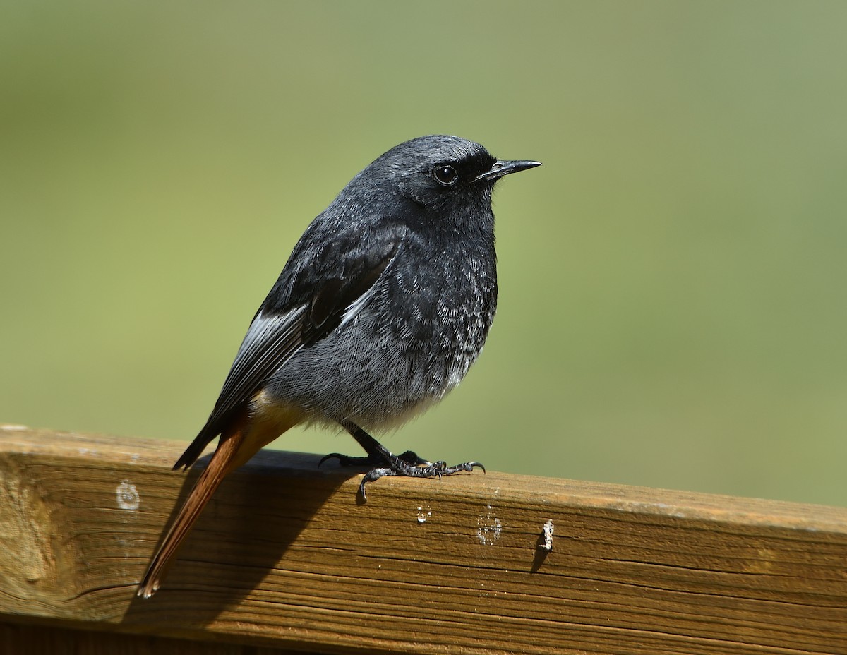 Black Redstart - ML243763751