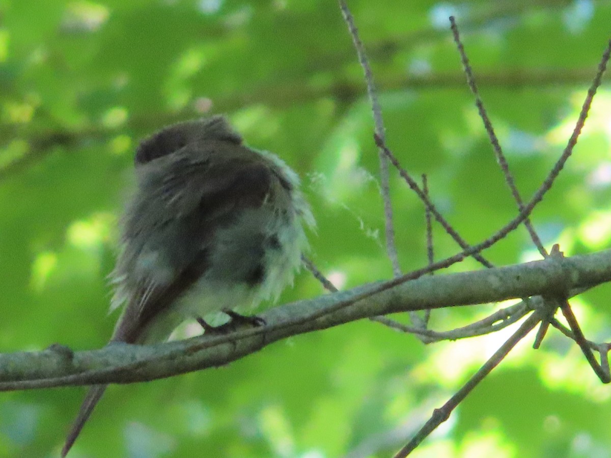 Eastern Phoebe - ML243765831