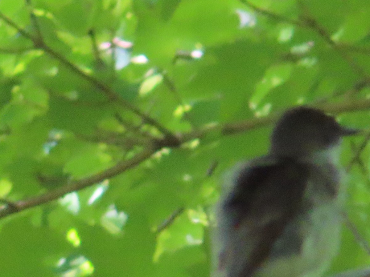 Eastern Phoebe - ML243765841