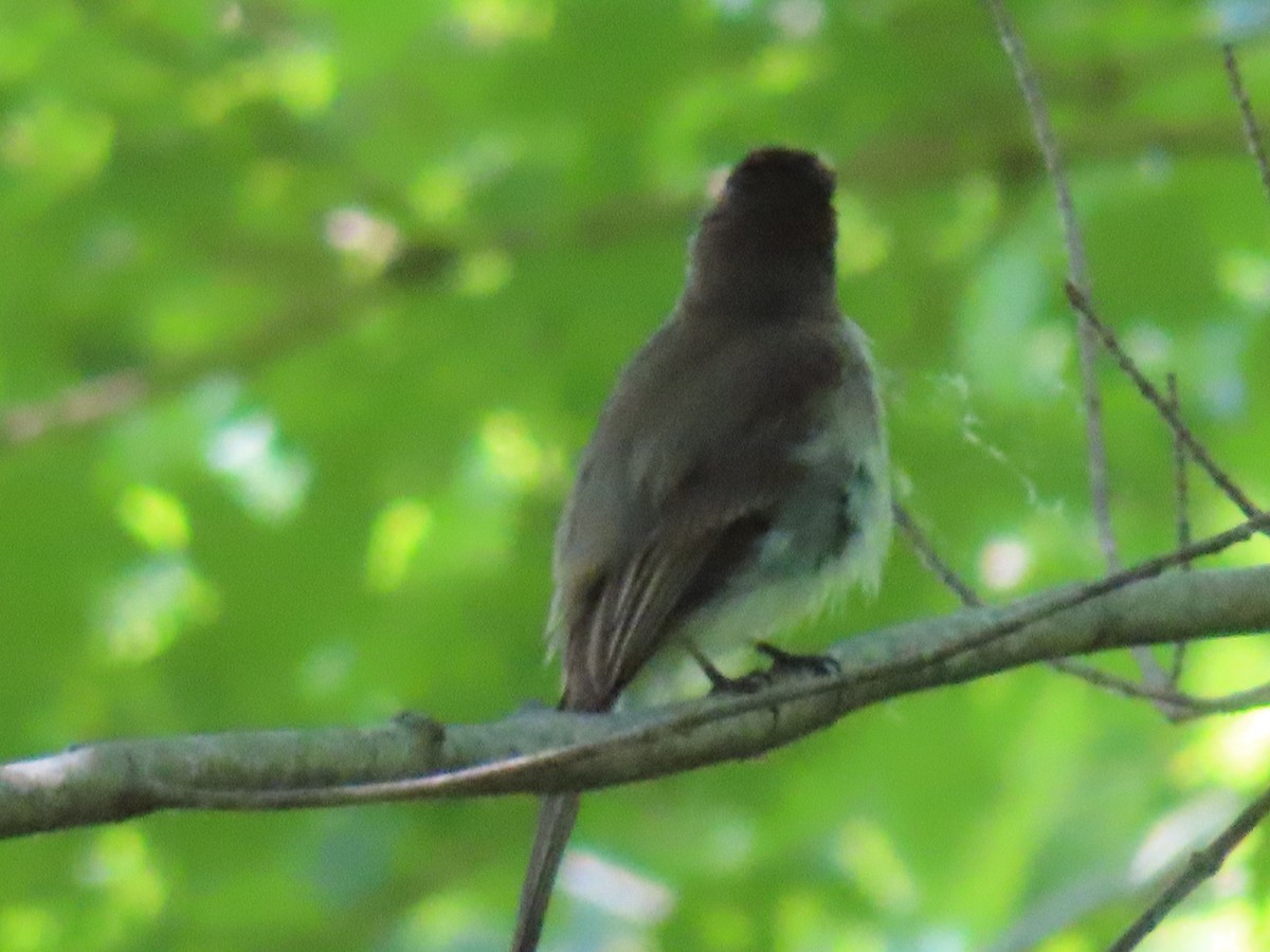 Eastern Phoebe - ML243765851