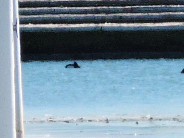 Ring-necked Duck - Henry Griffin