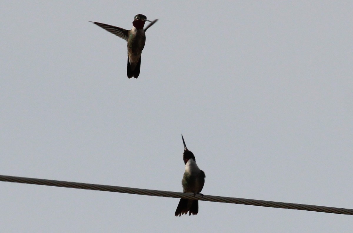 Broad-tailed Hummingbird - ML243766641