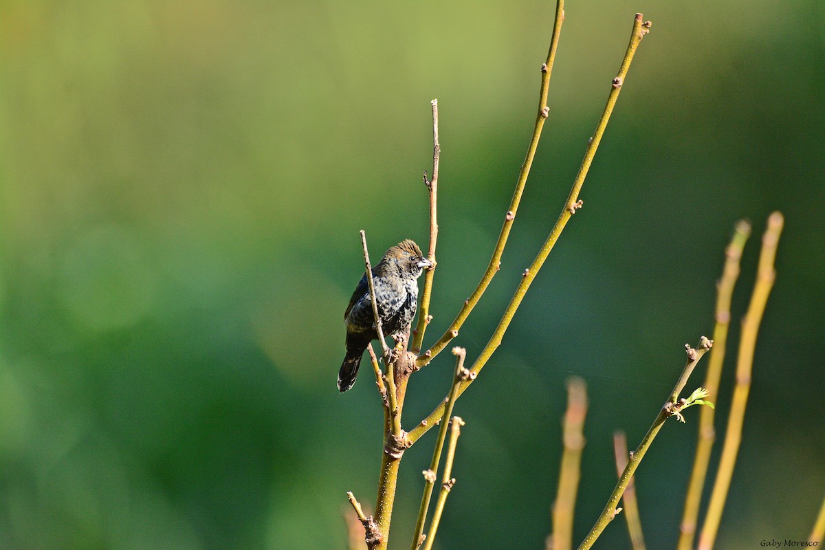 Blue-black Grassquit - Dante Gabriel Moresco