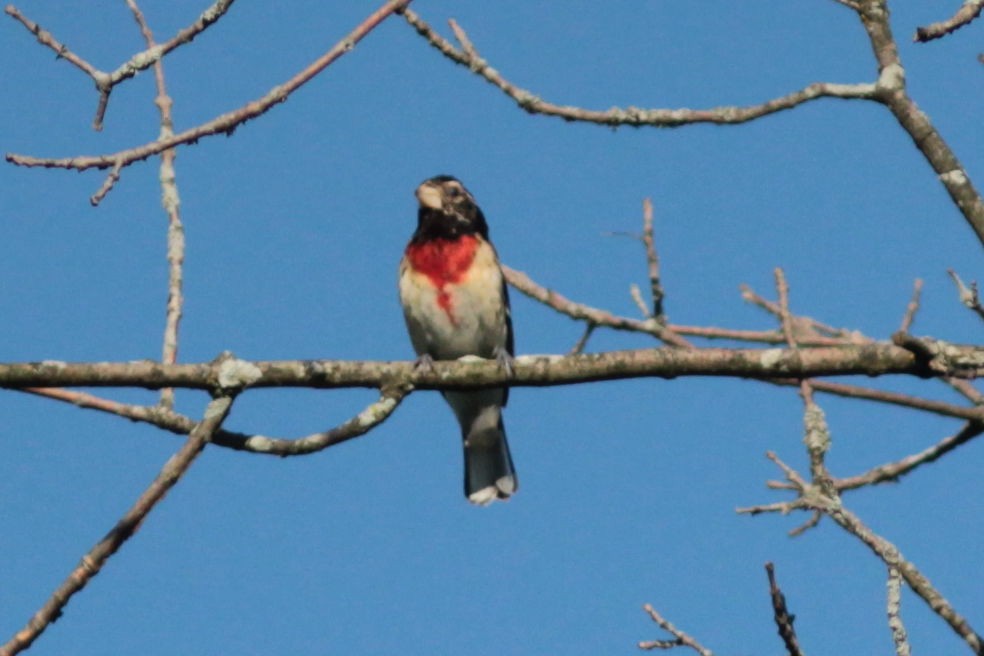 Rose-breasted Grosbeak - ML243769461