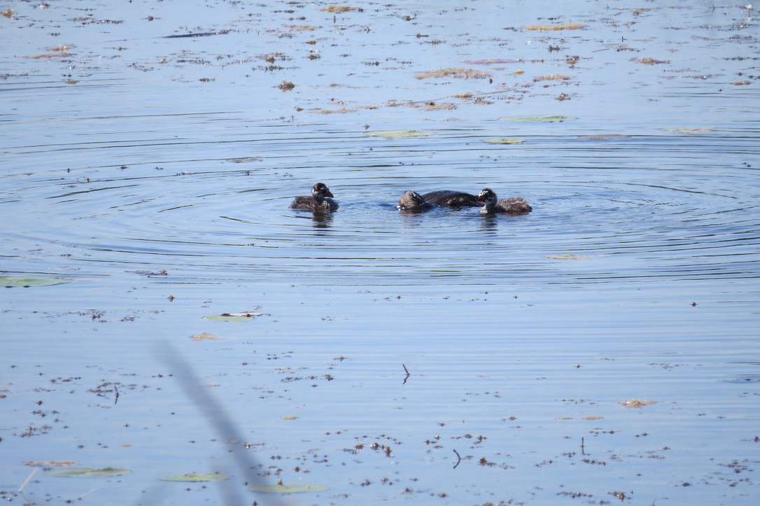 Pied-billed Grebe - Ruth Simmons