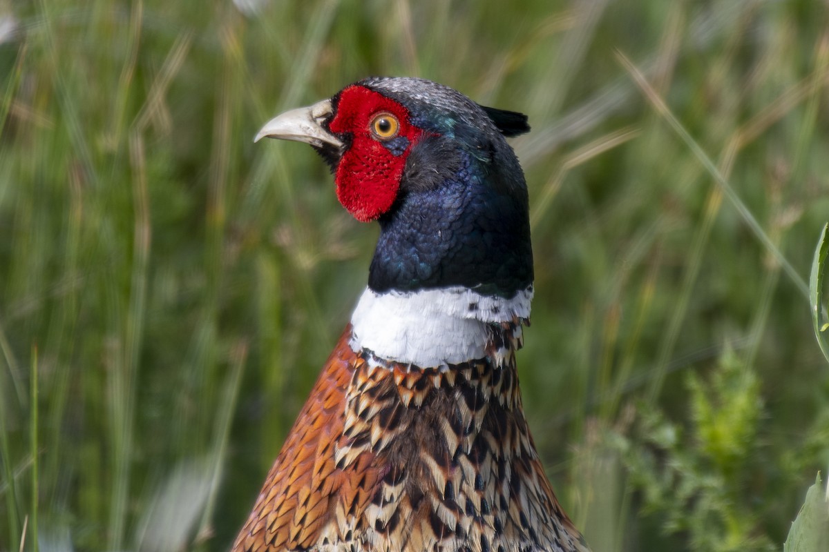 Ring-necked Pheasant - Gerry Meenaghan