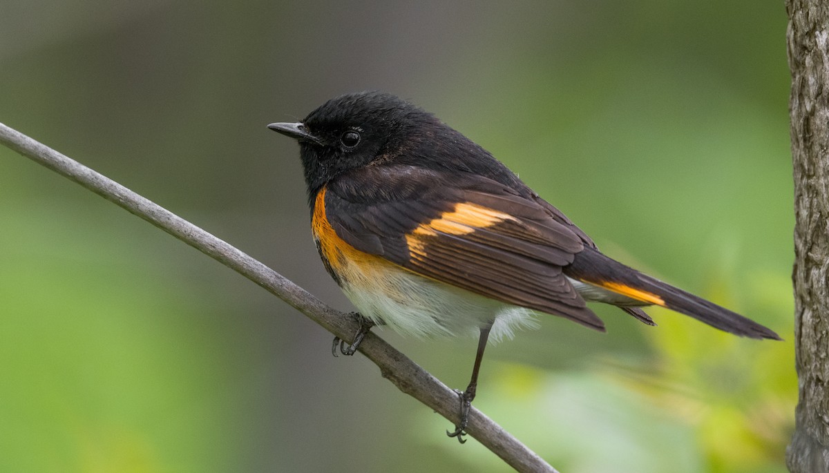 American Redstart - Simon Boivin