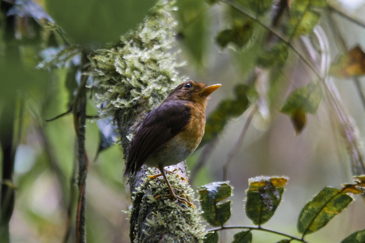 Ochre-breasted Antpitta - ML243774401