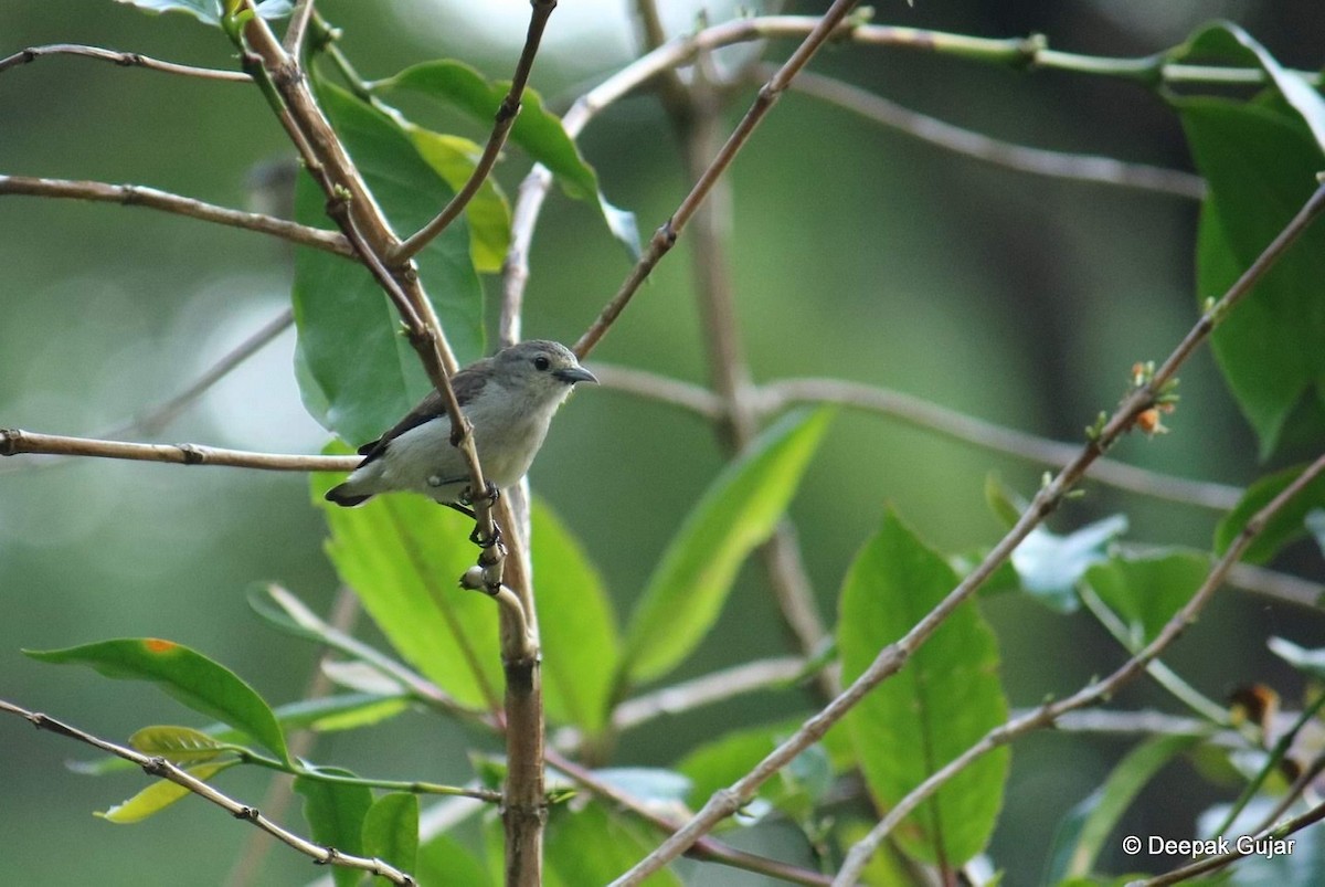 Nilgiri Flowerpecker - Deepak Gujar