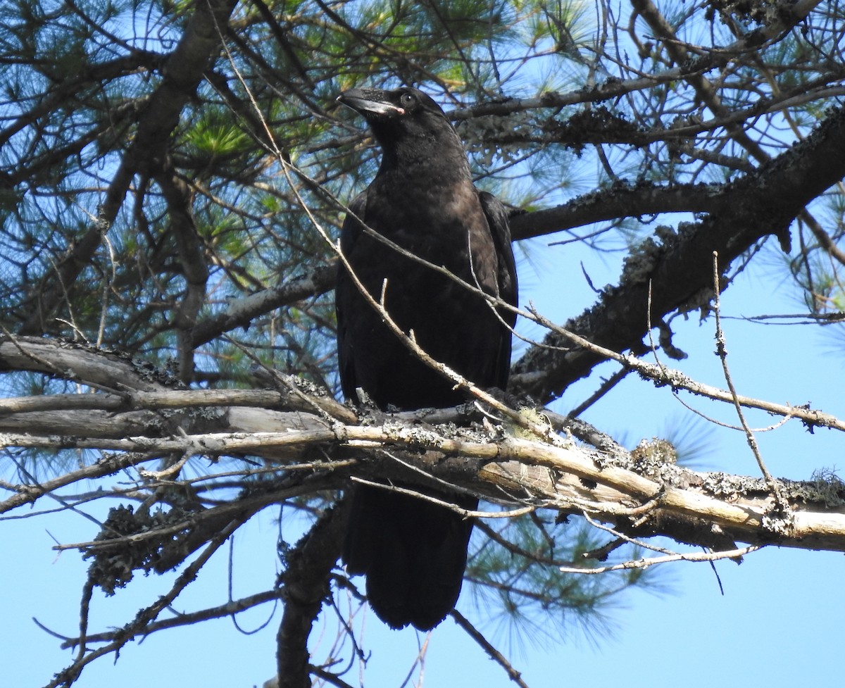 Common Raven - ML243776751