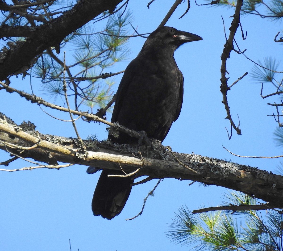 Common Raven - ML243776761