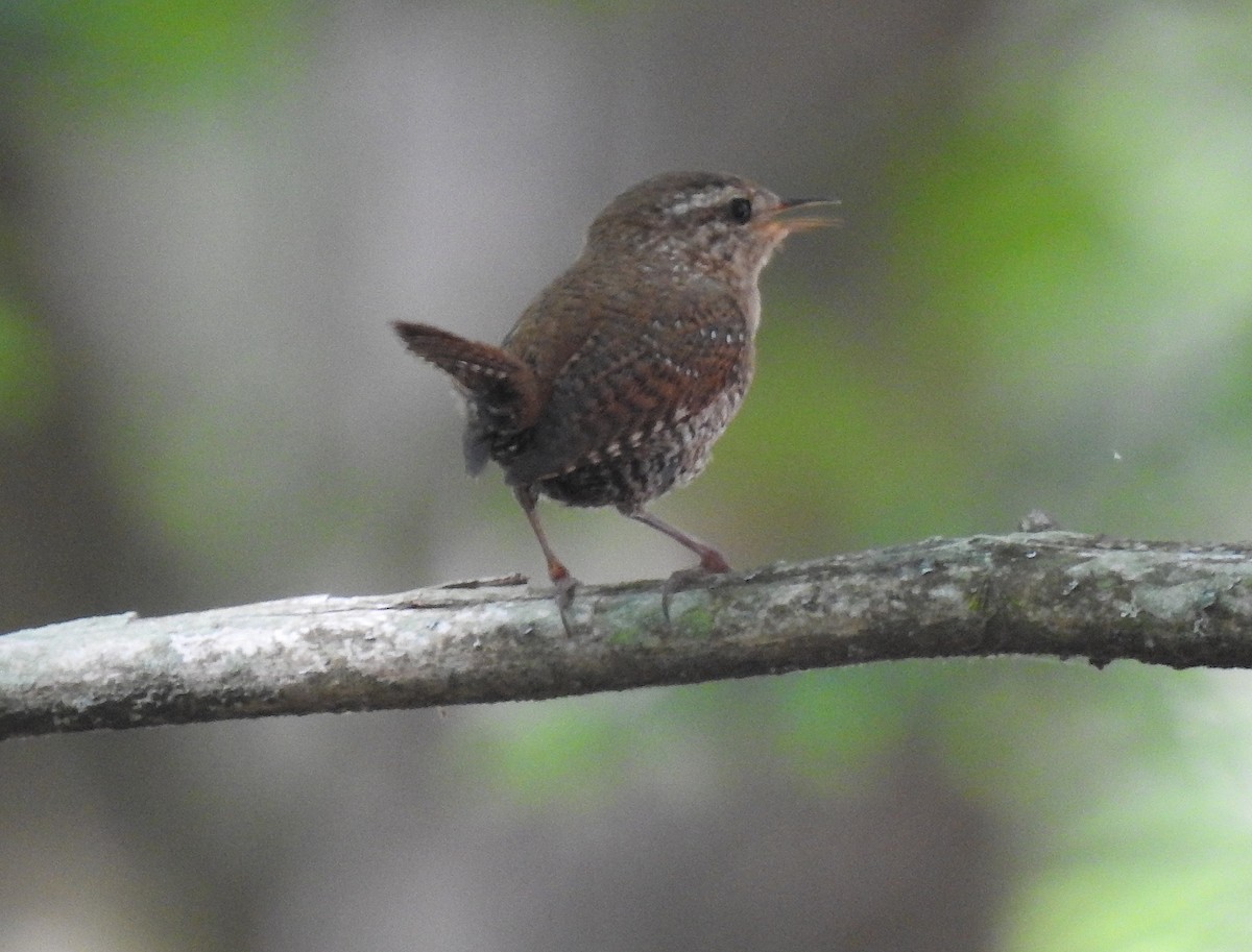 Winter Wren - ML243776831