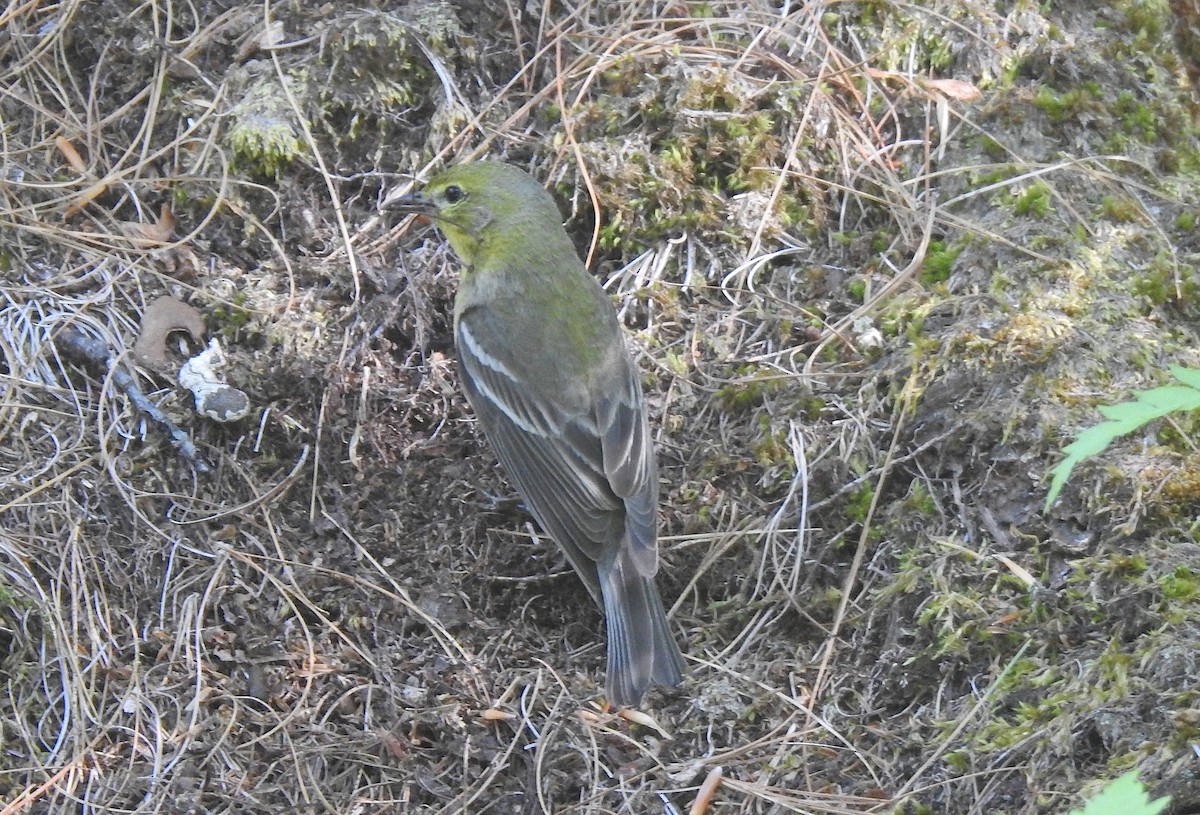 Pine Warbler - Glenn Hodgkins