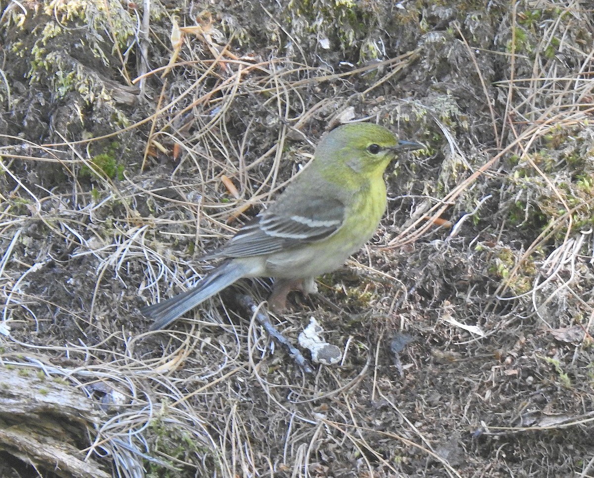 Pine Warbler - ML243776921