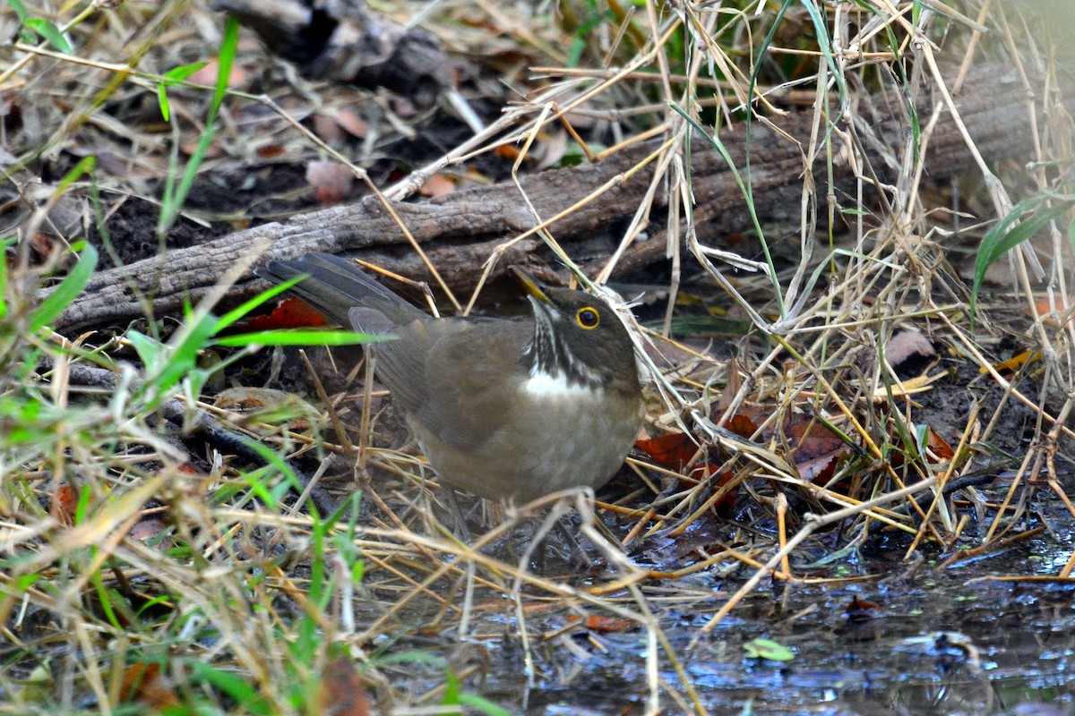 White-throated Thrush - ML24377811