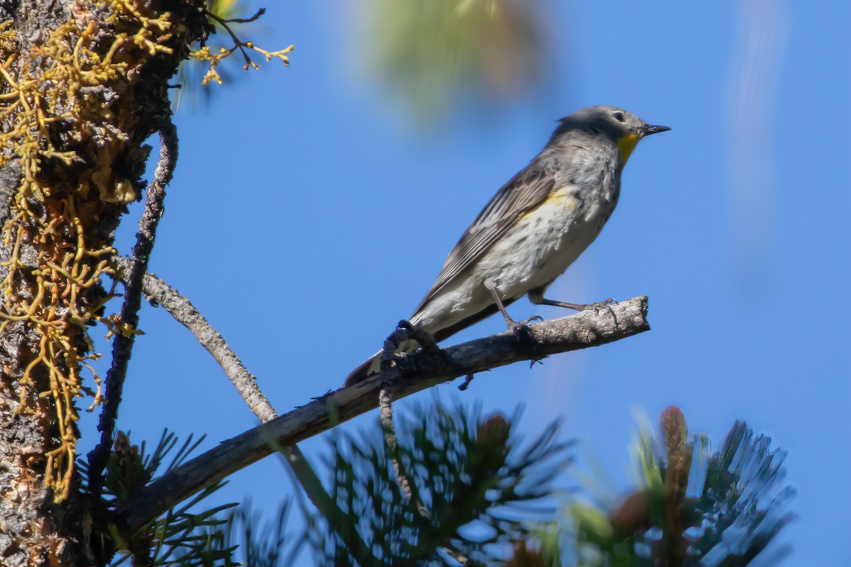 Yellow-rumped Warbler (Audubon's) - Scott Kauffman