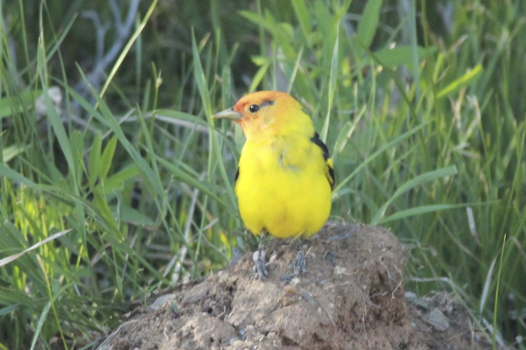 Western Tanager - ML24377991