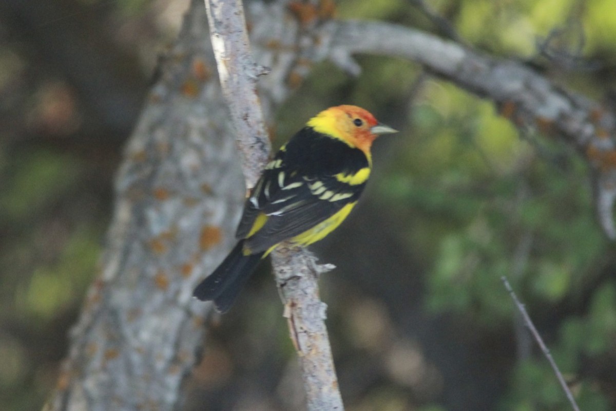 Western Tanager - ML24378001