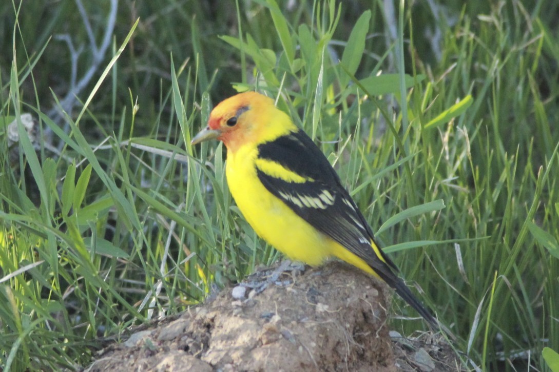 Western Tanager - ML24378011