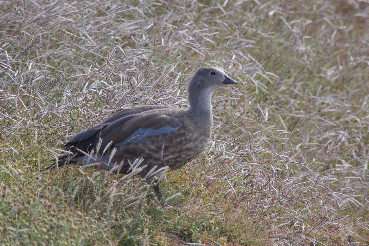 Blue-winged Goose - Simon Colenutt